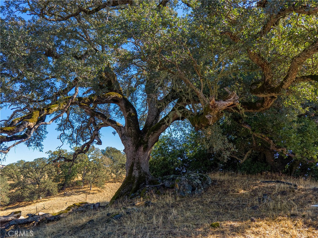 MLS #LC25240438 image #5