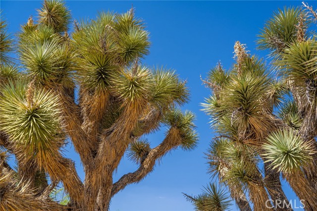 Detail Gallery Image 50 of 56 For 56488 El Dorado Dr, Yucca Valley,  CA 92284 - 3 Beds | 2 Baths