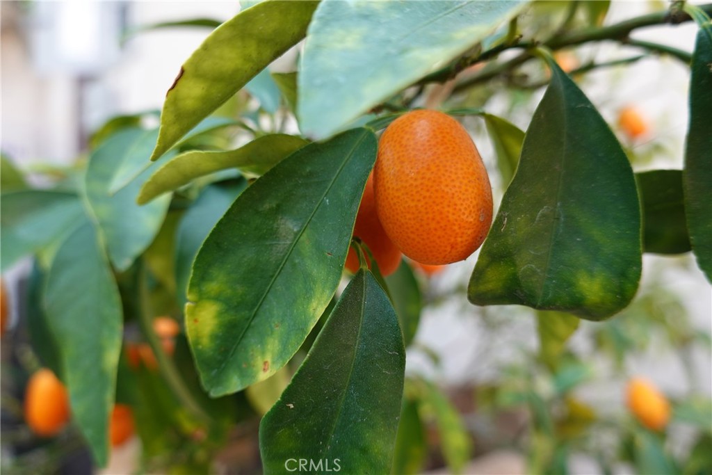 https://media.crmls.org/medias/46a65b9d-4c8c-42f1-babf-8ba1dac1641b.jpg?preset=X-Large
