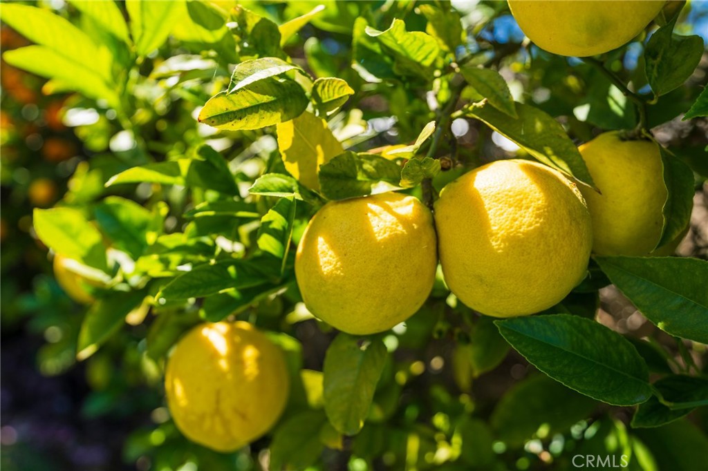 https://media.crmls.org/medias/47a954a5-62ce-43a9-ae8e-752f15617698.jpg?preset=X-Large