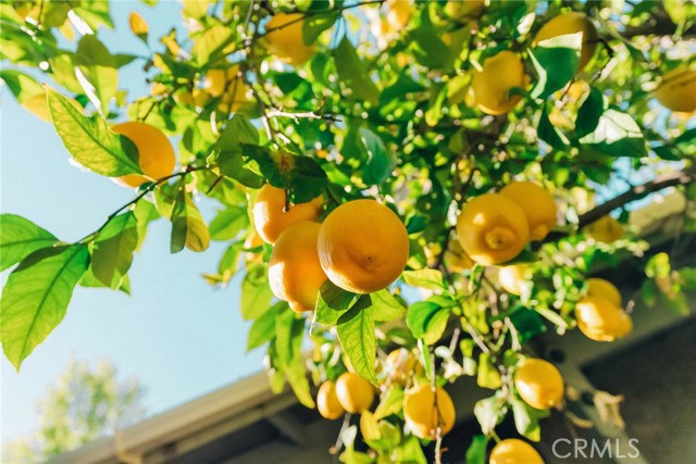 318 Meadowood Drive, Orland CA: https://media.crmls.org/medias/482b8df8-9919-4863-82da-89eaee9516f0.jpg