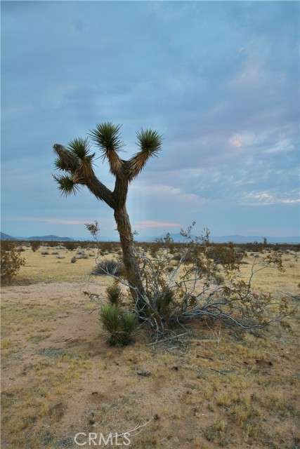 0 Venus Street, Joshua Tree CA: https://media.crmls.org/medias/48660caa-d5ed-42e9-87e2-ce59e6fa25ba.jpg