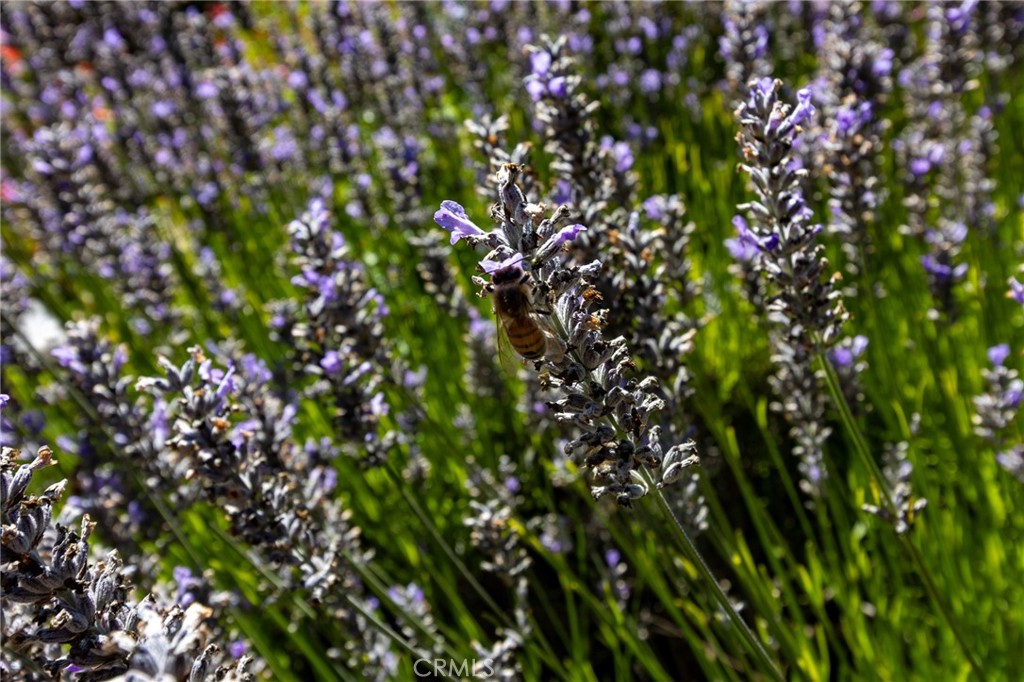 https://media.crmls.org/medias/4894c97a-7c72-442b-bd69-895c3ed03732.jpg?preset=X-Large