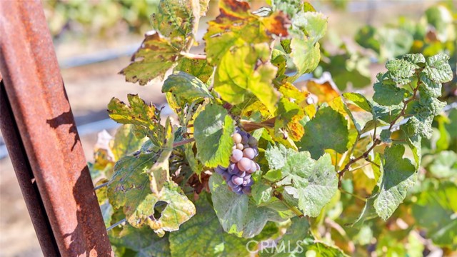 Detail Gallery Image 32 of 39 For 0 Valle Toscana Ct, Temecula,  CA 92592 - – Beds | – Baths