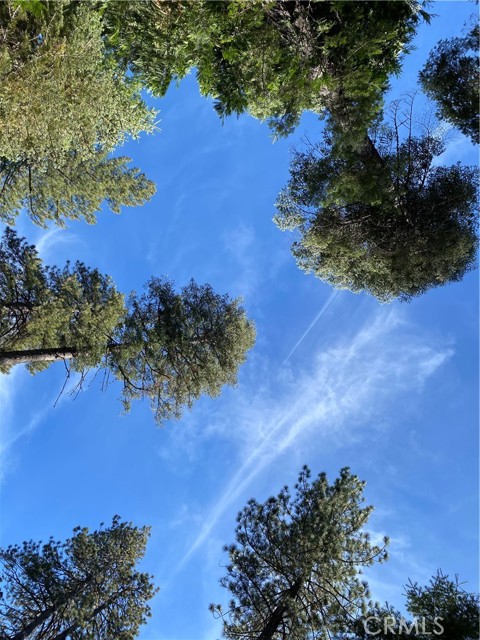 Nicely Treed Lot