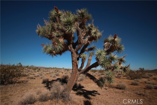 Detail Gallery Image 10 of 14 For 0 Songbird Ln, Yucca Valley,  CA 92264 - – Beds | – Baths