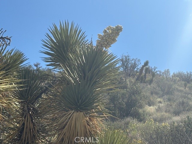 Detail Gallery Image 3 of 11 For 0 None, Pinon Hills,  CA 92372 - – Beds | – Baths