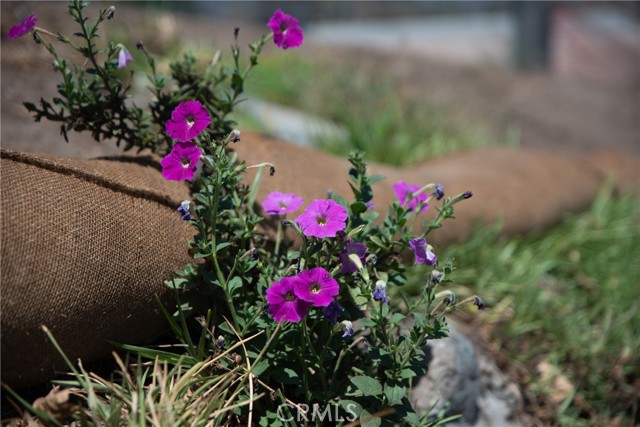 MLS #IV25221745 image #6