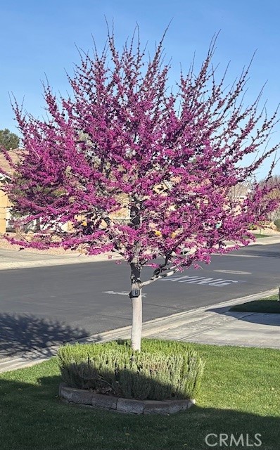 Detail Gallery Image 43 of 45 For 10812 Katepwa St, Apple Valley,  CA 92308 - 2 Beds | 2 Baths