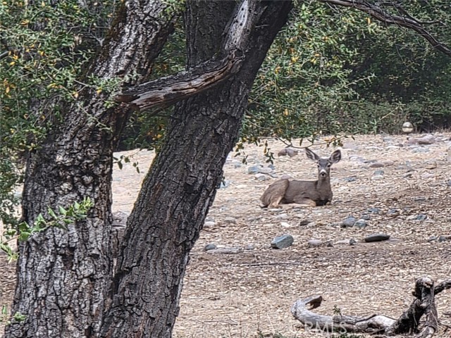 5049 CA-78, Santa Ysabel CA: https://media.crmls.org/medias/4c52695f-e394-42fa-8739-273f860e3482.jpg