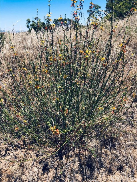0 Roan Way, Aguanga CA: https://media.crmls.org/medias/4c61f7aa-0510-41d7-b7d7-886a6298008b.jpg