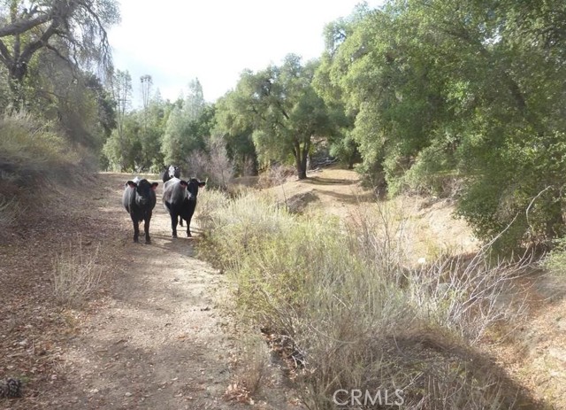 Detail Gallery Image 13 of 37 For 0 0 Vineyard Canyon Parcel 29, San Miguel,  CA 93451 - – Beds | – Baths