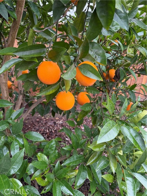 Detail Gallery Image 48 of 63 For 4102 Windrose, Turlock,  CA 95382 - 4 Beds | 2/1 Baths