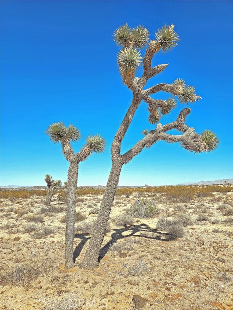 1 Cielito, Joshua Tree, CA, 92252 1 Cielito, Joshua Tree, CA, 92252