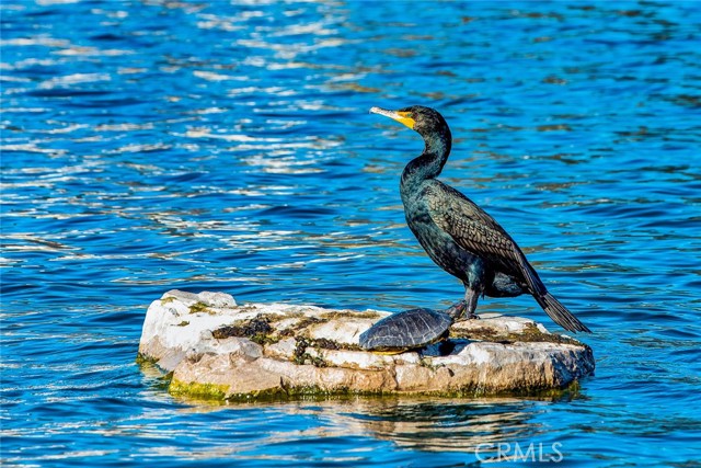 Detail Gallery Image 53 of 75 For 273 Montana Del Lago, Rancho Santa Margarita,  CA 92688 - 3 Beds | 2/1 Baths