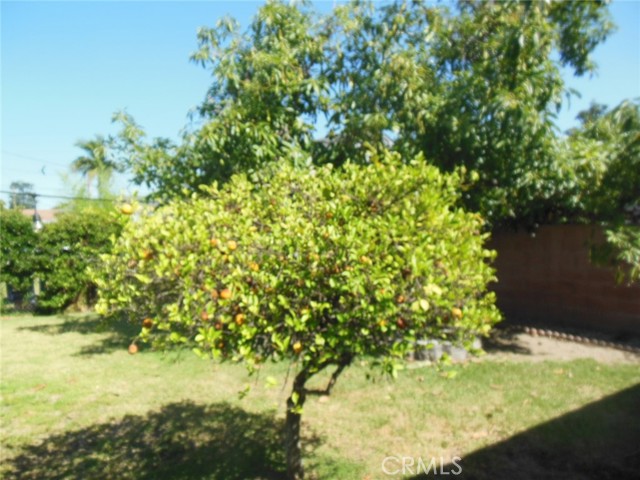 Fruit trees