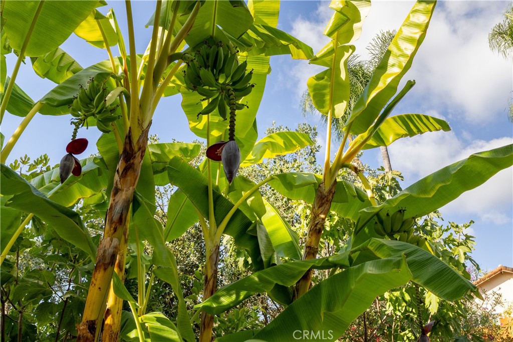 MLS #TR25235796 image #45