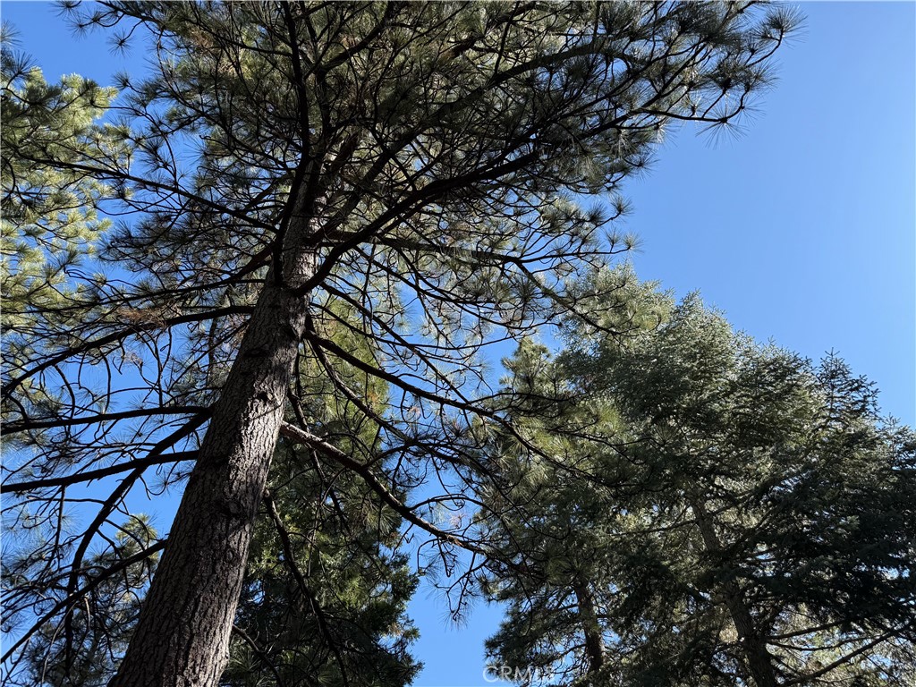 27334 Pinewood Drive