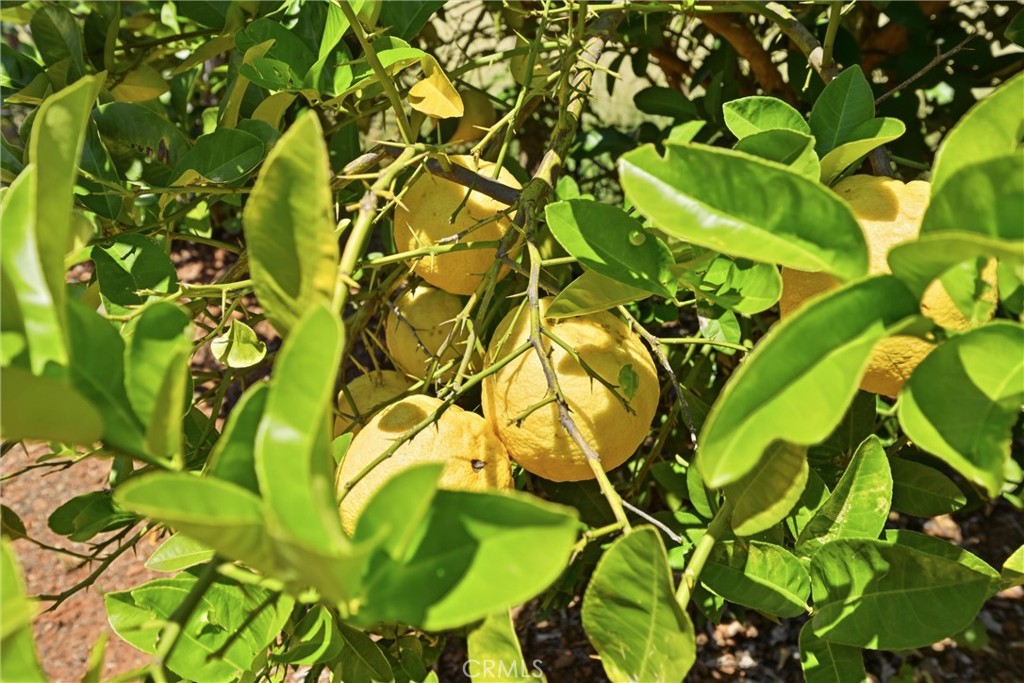 https://media.crmls.org/medias/5042b01f-225c-47a8-ad94-56fec916f3ad.jpg?preset=X-Large