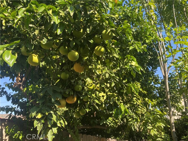 Grape fruit tree