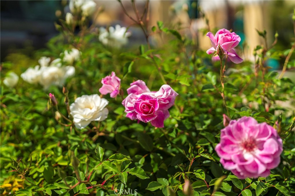 https://media.crmls.org/medias/506c720c-9fe9-45ef-b426-152022f2f488.jpg?preset=X-Large