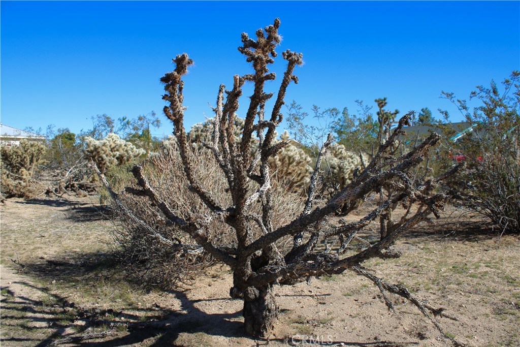 MLS #JT25263830 image #23