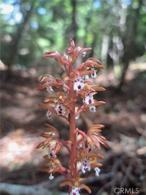 Detail Gallery Image 30 of 58 For 38160 Ocean Ridge Dr, Gualala,  CA 95445 - – Beds | – Baths