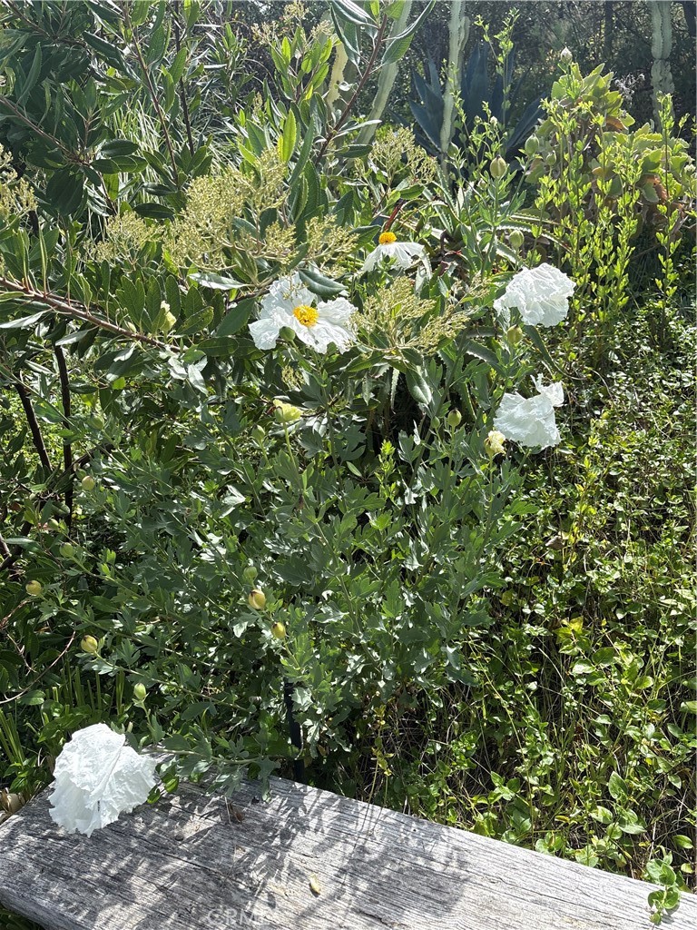 https://media.crmls.org/medias/51d32e42-f343-4b4f-83b0-98229ee341d0.jpg?preset=X-Large