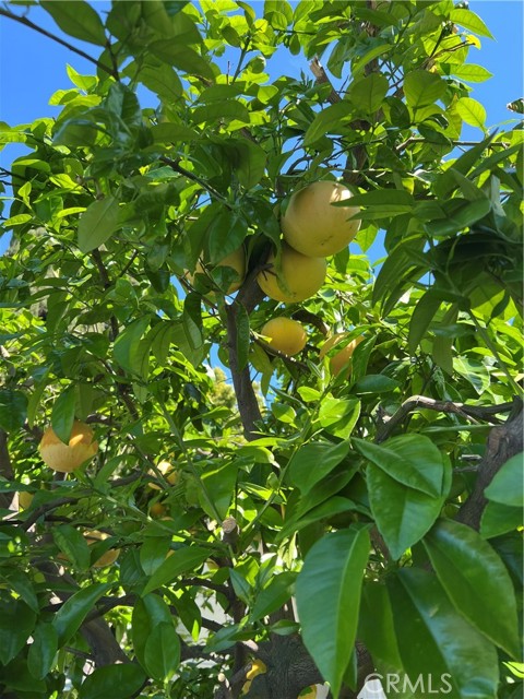 Detail Gallery Image 55 of 62 For 11508 Old River School Rd, Downey,  CA 90241 - 3 Beds | 2 Baths