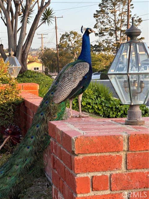 Detail Gallery Image 5 of 31 For 28068 Braidwood Dr, Rancho Palos Verdes,  CA 90275 - 4 Beds | 2/1 Baths