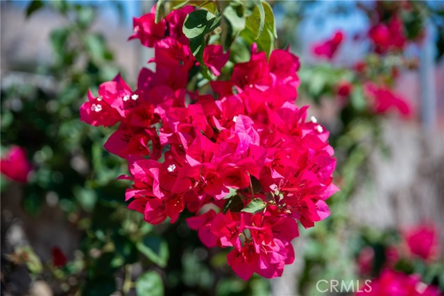 MLS #IV25221745 image #17