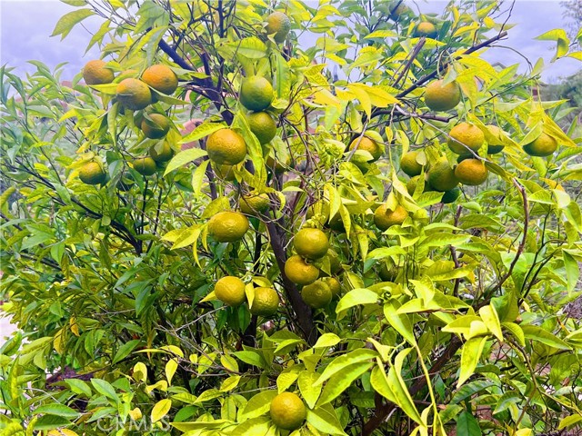 17004 Viana Drive, Chino Hills CA: https://media.crmls.org/medias/546e0c40-76df-4e96-97cd-d734914be384.jpg