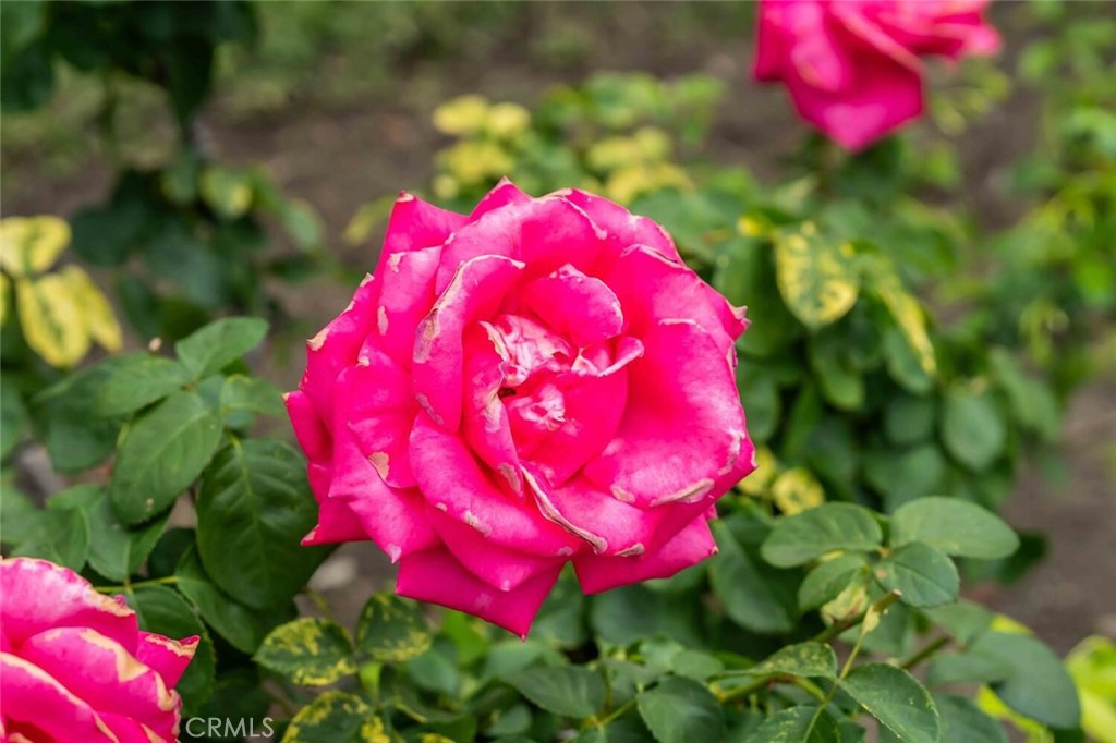 https://media.crmls.org/medias/55052e2f-391e-42d4-8eaa-8d0454c18ea0.jpg?preset=X-Large