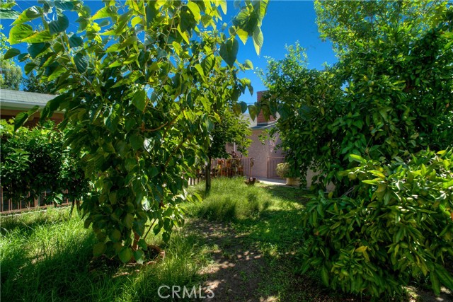 BACK YARD WITH MULTIPLE FRUIT BEARING TREES