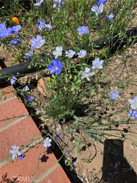 Detail Gallery Image 55 of 74 For 57745 Bailey, Anza,  CA 92539 - 3 Beds | 2 Baths