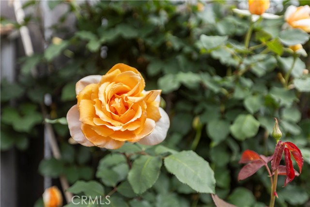 Detail Gallery Image 41 of 47 For 50 5th St, Cayucos,  CA 93430 - 3 Beds | 2 Baths