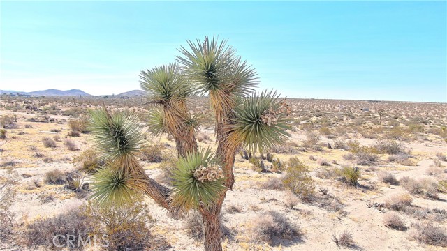 1 Cielito, Joshua Tree, CA, 92252 1 Cielito, Joshua Tree, CA, 92252