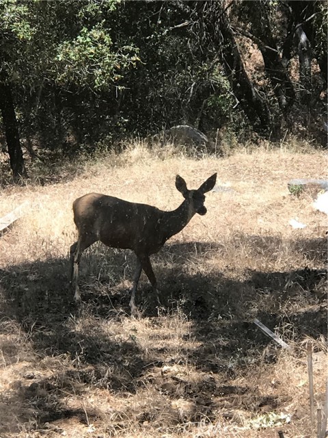 Detail Gallery Image 23 of 31 For 38088 Serpa Canyon Rd, Coarsegold,  CA 93614 - 3 Beds | 2 Baths