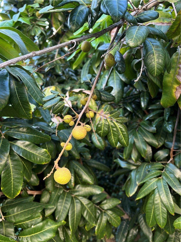 https://media.crmls.org/medias/56ec81a3-659a-4c4b-933c-43aa9d0c8b77.jpg?preset=X-Large