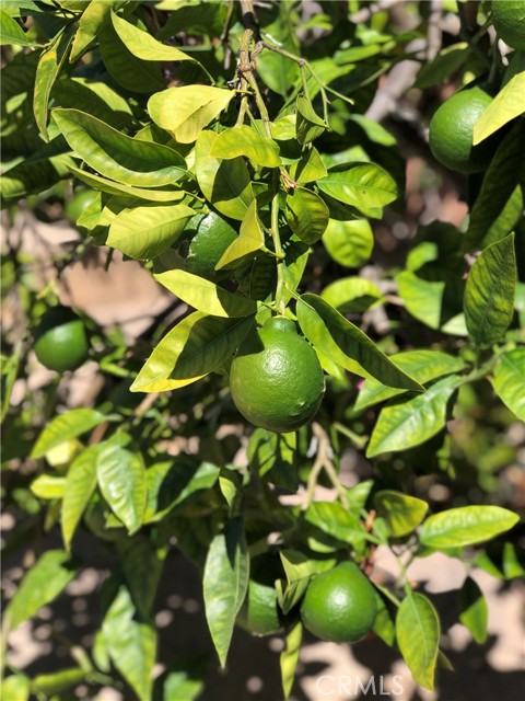 Fruit Trees