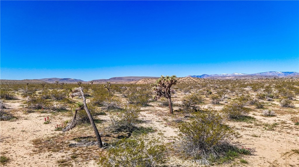 MLS #JT25078936 image #15