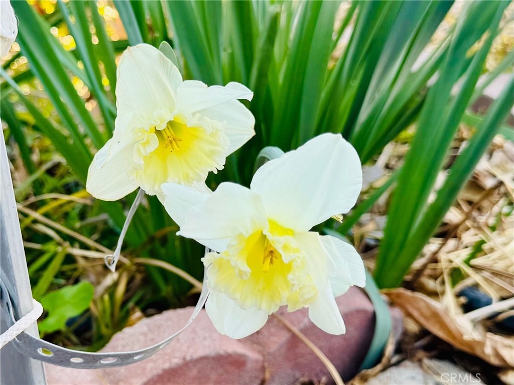https://media.crmls.org/medias/583ca6ea-d2ae-4a79-a582-9997ad5cc9cd.jpg?preset=X-Large