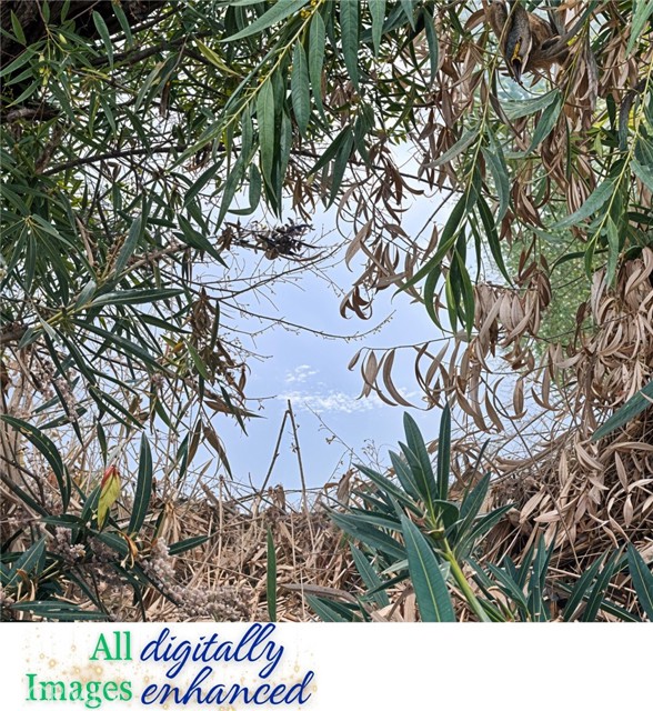 Detail Gallery Image 6 of 9 For 12230 Cerrito Dr, Clearlake Oaks,  CA 95423 - – Beds | – Baths