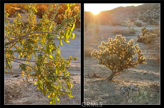 Detail Gallery Image 60 of 61 For 73392 Sullivan Rd, Twentynine Palms,  CA 92277 - 5 Beds | 5 Baths