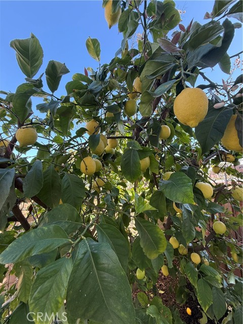 Detail Gallery Image 44 of 44 For 25056 Driftoak, Murrieta,  CA 92562 - 3 Beds | 2/1 Baths