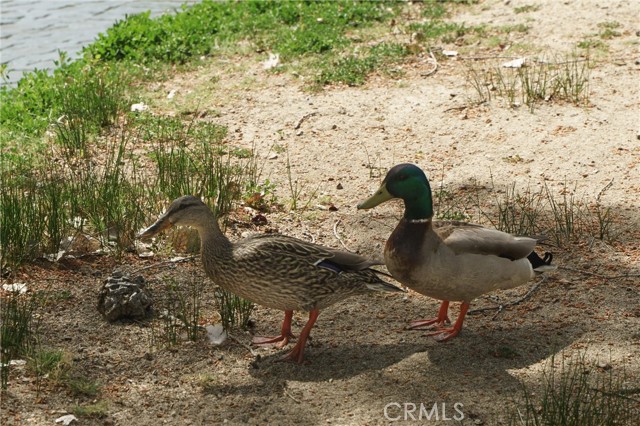 Detail Gallery Image 38 of 46 For 35109 Highway 79 #254,  Warner Springs,  CA 92086 - 2 Beds | 2 Baths