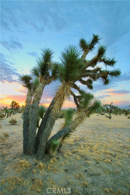 Detail Gallery Image 10 of 12 For 0 Forrest Dr, Yucca Valley,  CA 92284 - – Beds | – Baths