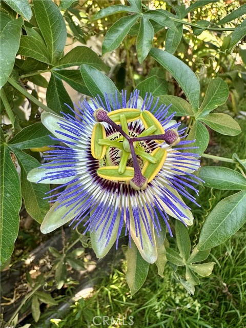 Detail Gallery Image 36 of 39 For 13608 Yukon Ave, Hawthorne,  CA 90250 - 5 Beds | 3 Baths