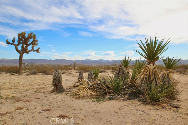 Detail Gallery Image 14 of 17 For 3025 Flamingo Ave, Joshua Tree,  CA 92252 - – Beds | – Baths