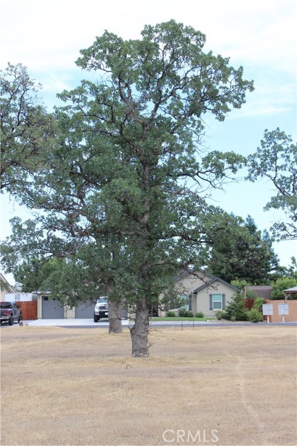 19183 Querido Street, Cottonwood, California 96022, ,Land,For Sale,19183 Querido Street,CRSN23155938